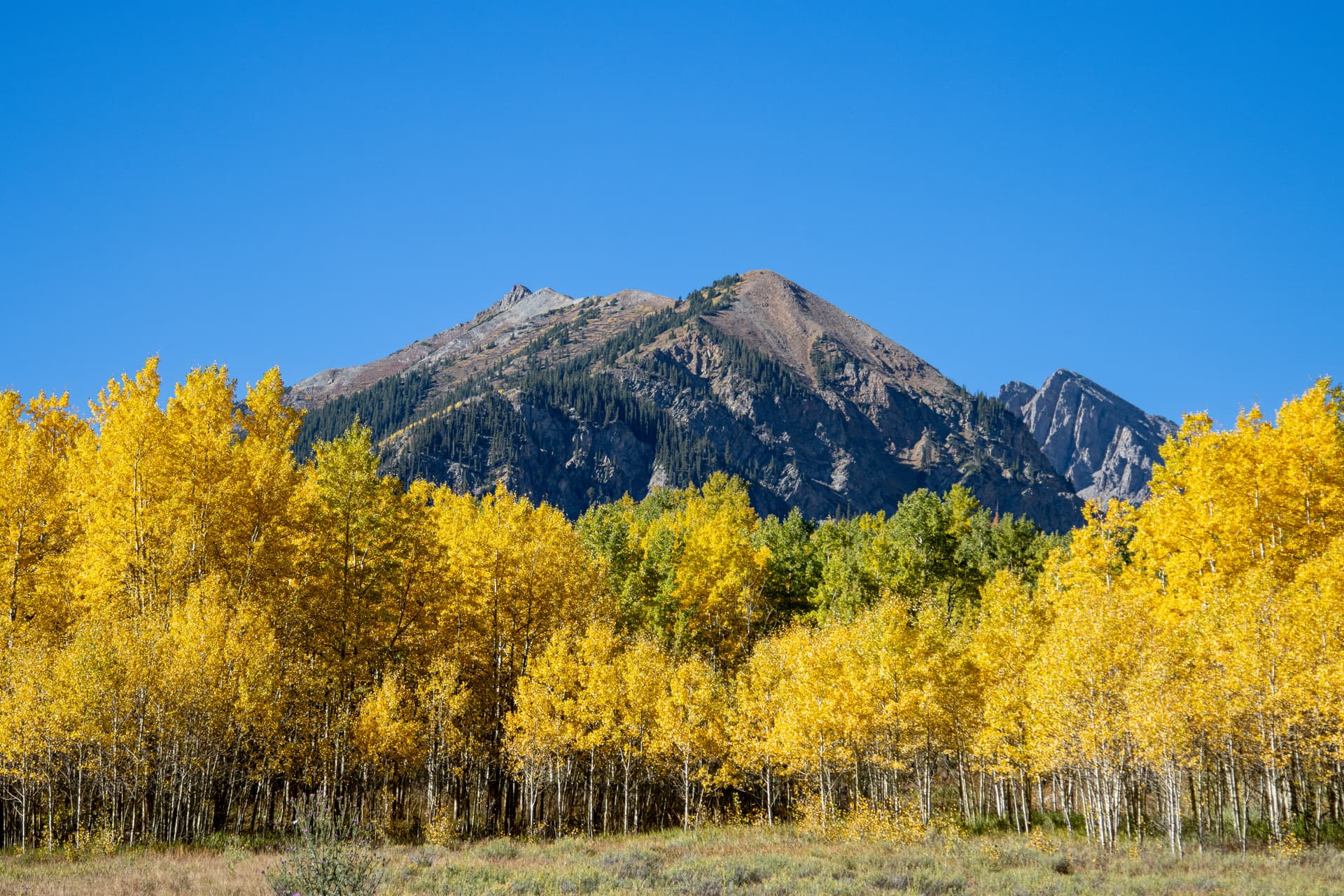Grove of golden aspens below a rocky peak near Aspen, Colorado