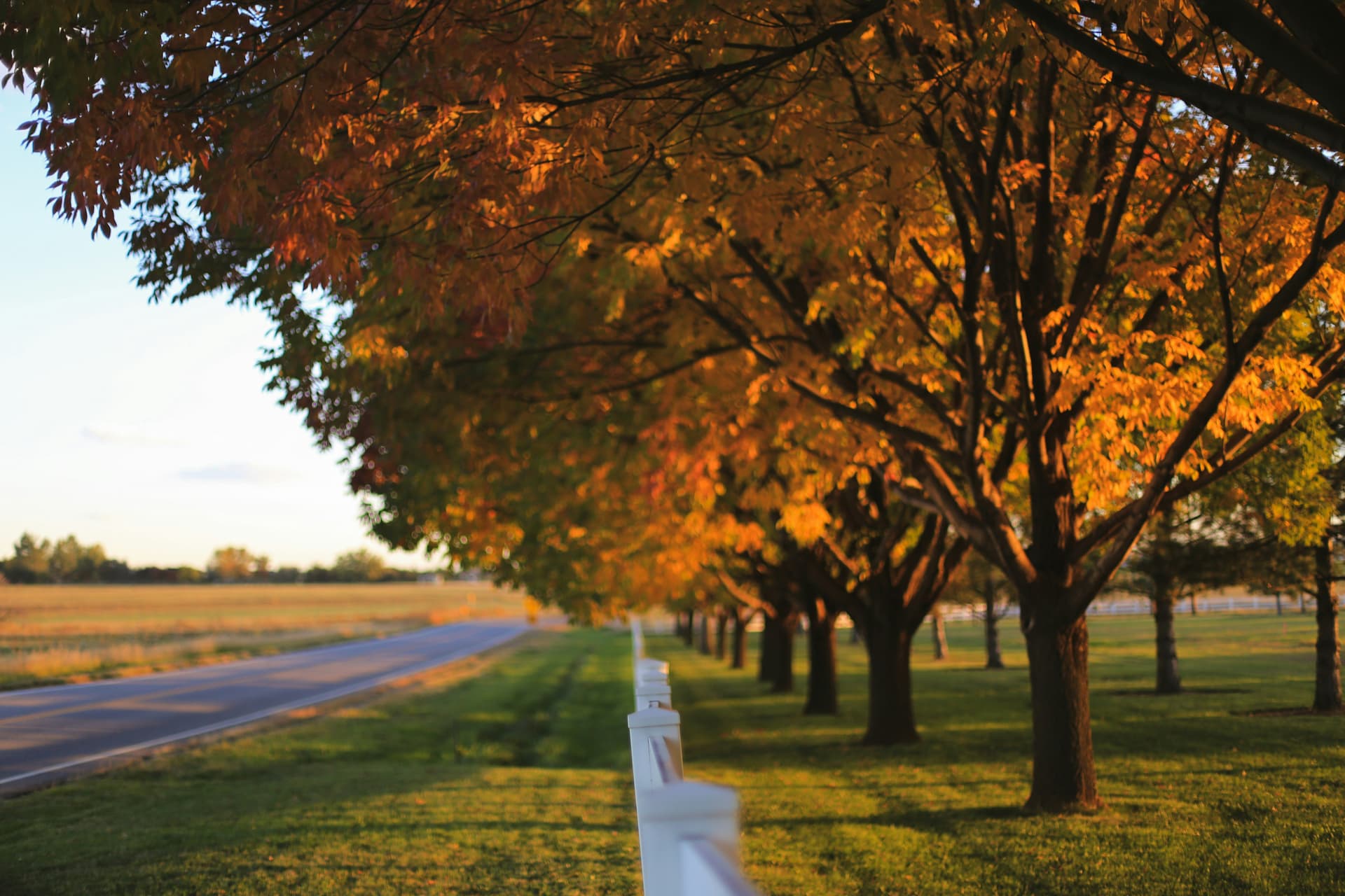 Autumn trees along a white fence and country road in Longmont